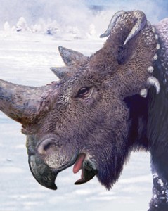 PachyWinterClose Close up and wooly